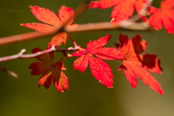 紅葉