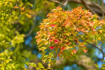 紅葉