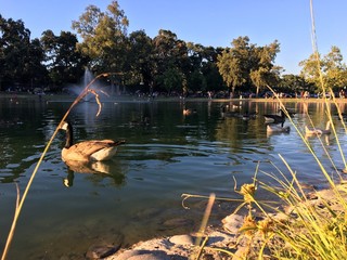 Lake with Ducks