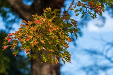 紅葉