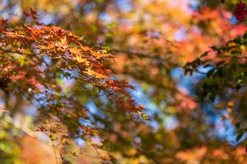 紅葉