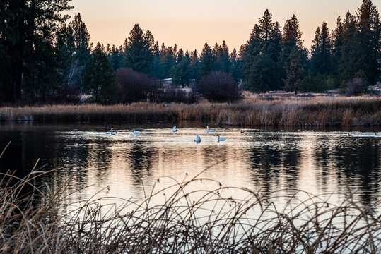 Swans At Turnbull National Wildlife Refuge