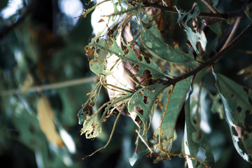 Green leaves that have holes from being eaten by worms