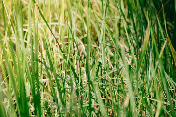 Newly planted fields There are green and insects.