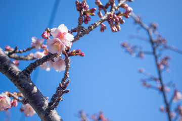 Cherry blossoms called ”Ganchou Sakura