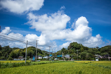 Fototapeta premium Chiba Prefecture, Minami Boso, Summer countryside