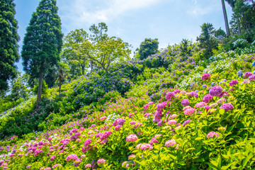 Obraz premium Hydrangea in full bloom