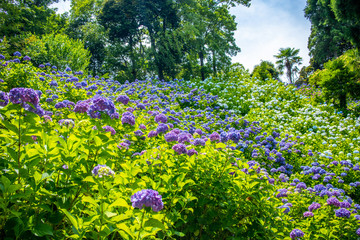 Field with hydrangeas