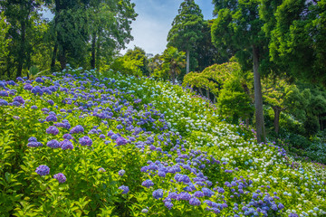 Field with hydrangeas