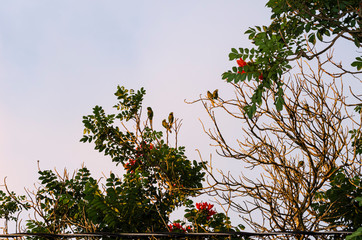 Parakeets in Spathodea Tree