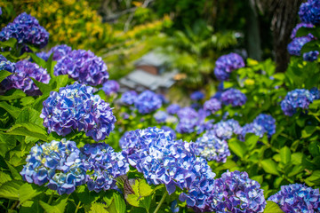 Field with hydrangeas