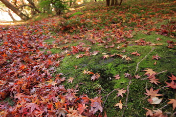 奈良の夕暮れと紅葉