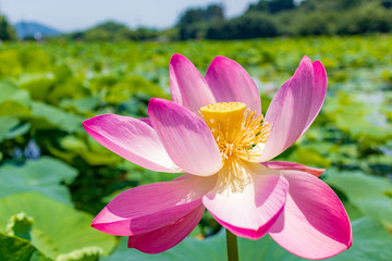 古代大賀蓮の花