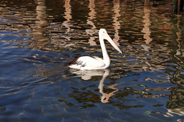 white pelican in sea water