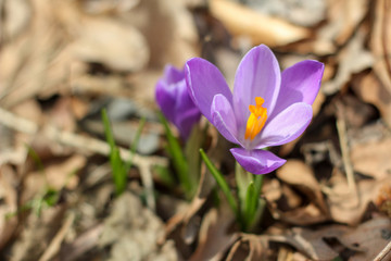 Fototapeta premium Purple Crocus in Brown Leaves Closeup Macro