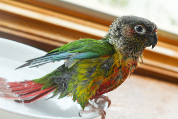 Wet Colorful Conure Parrot Bathing in Bowl in Sunny Window