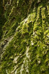 Closeup Macro of Green Moss on Tree Bark