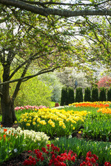 Colorful Tulips in Sunny Garden with Trees