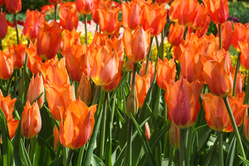 Fototapeta premium Field of Bright Red Tulips and Green Stems