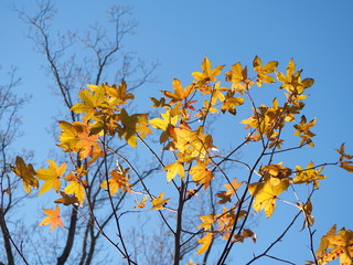 yellow leaves fall foliage