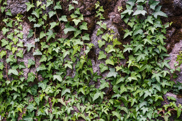 Beautiful evergreen bush of common ivy Hedera helix curls over an old wall of large cobblestones.