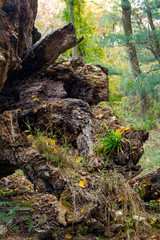 Fototapeta na wymiar Rocky Forest Path with Small Autumn Flora