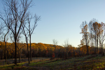 Sunset on Wooded Edge of Field with Barren Trees and Gold Leaves