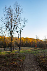 Obraz premium Sunset on Bare Trees and Gold Leaves in Field