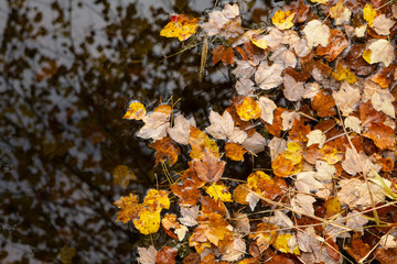 Yellow and Brown Leaves Reflecting on Dark Pond Water