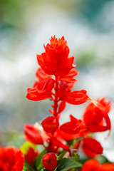 Fototapeta premium Szałwia