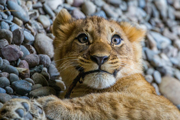 Junge Baby Löwen spielen