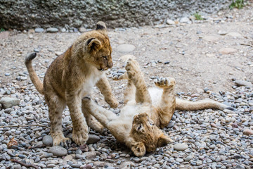 Junge Baby Löwen spielen