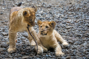 Junge Baby Löwen spielen