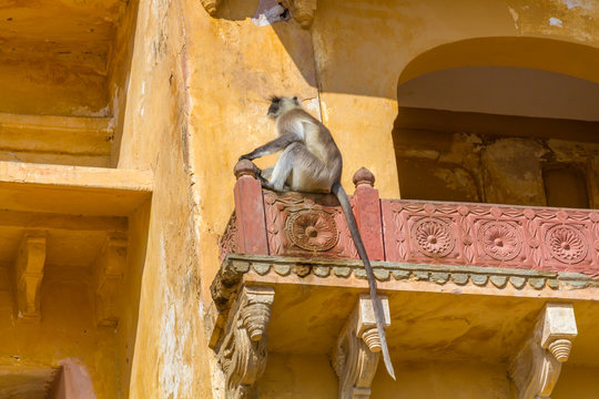 A Langur monket on a roof at Amber Fort in Rajasthan, India.