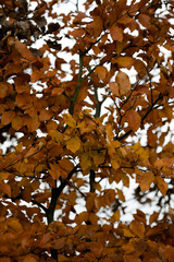 Yellow autumn leafs ready to fall macro background fifty megapixels prints