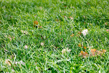 Grass leafs close up background high quality fifty megapixels prints