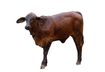 cow isolated on white background