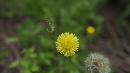 dandelion in grass