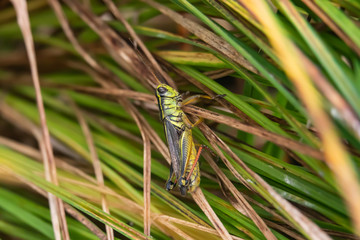 Grasshopper Perched on Stem in Summer