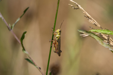 Grasshopper Perched on Stem in Summer