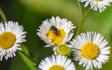 Obraz premium Malachite beetle, soft-winged flower beetle