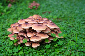 Wild mushrooms (Genus: Armillaria mellea) on natural green background (forest floor).