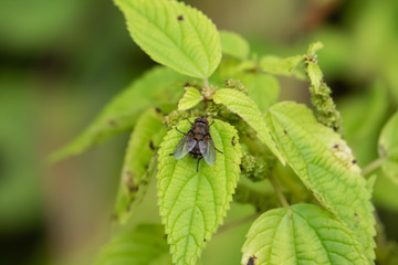 Cluster Fly on Leaf in Summer