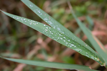 Rain on Grass Leaf in Summer