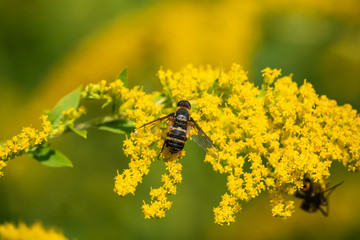 Bee Fly on Goldenrod Flowers in Summer