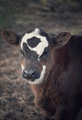 Black and white calf in a pasture 