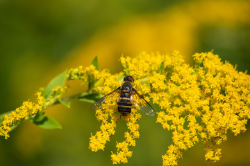 Bee Fly on Goldenrod Flowers in Summer