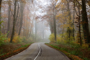 Fototapeta premium beautiful foggy forest in autumn