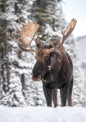 Moose in Snow in Jasper Canada 