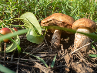 two collected cut mushrooms lie on the grass
